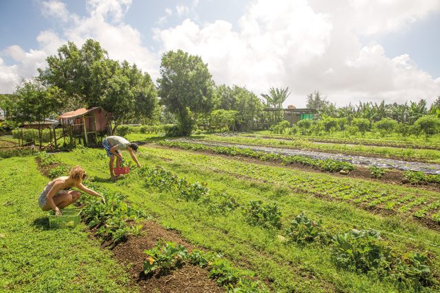 Évasion au jardin bio de la Presqu’île