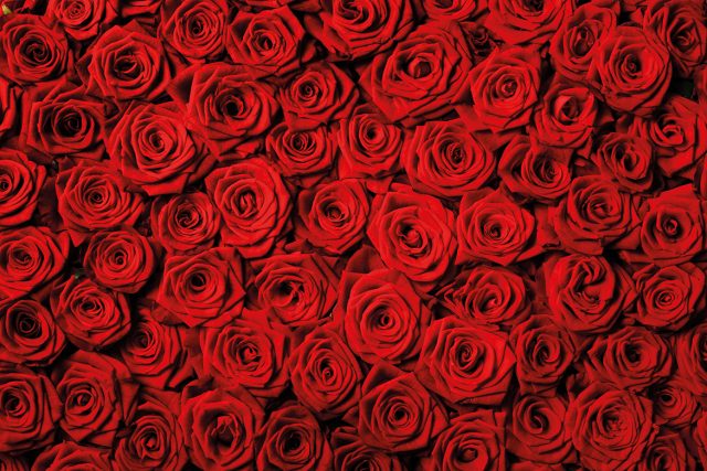 Les 5 bienfaits de la rose dans nos produits de beauté