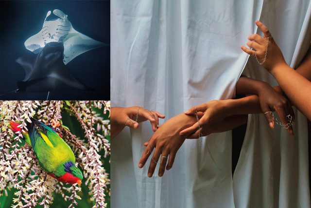 Hoho&rsquo;a : Exposition des talents