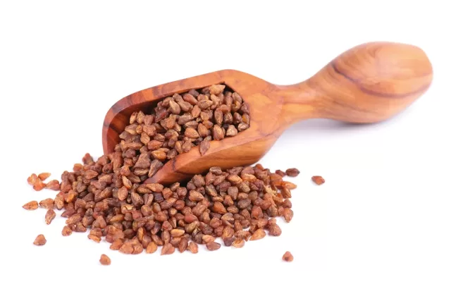 Les secrets du méconnu sarrasin de Tartarie